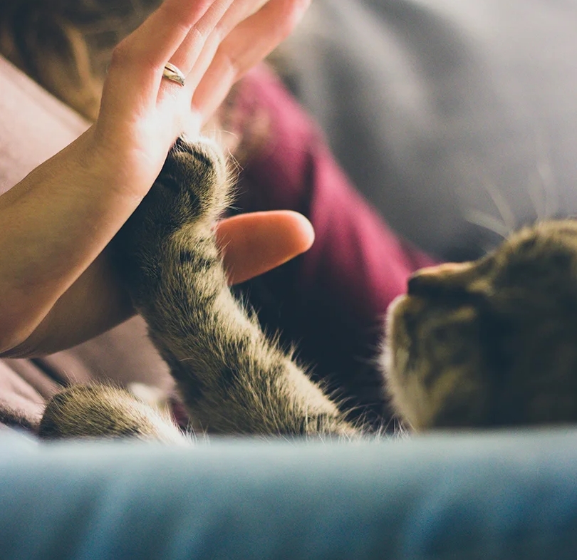 Chat donnant la patte contre une main, illustrant les soins énergétiques destinés aux animaux